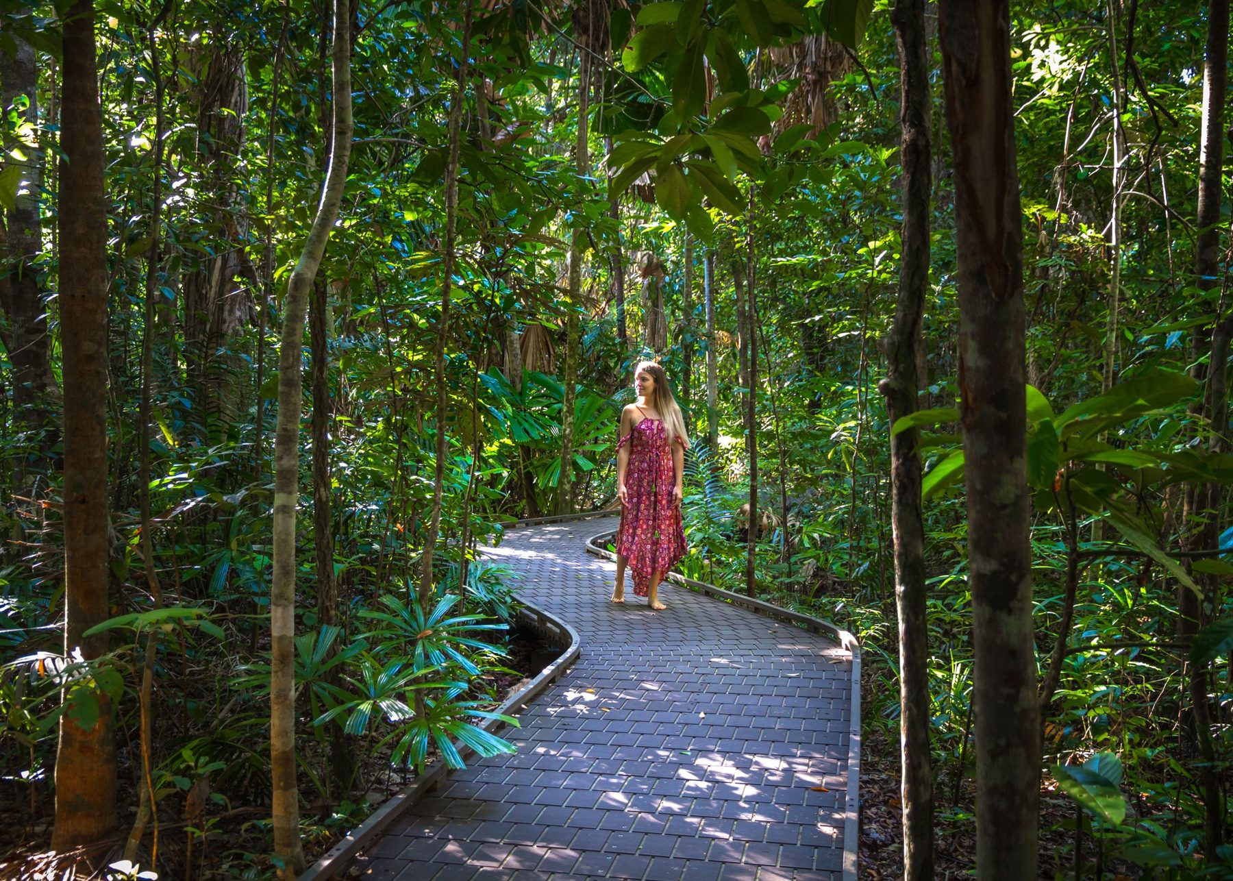 Boardwalk through the rainforest at Mossman Gorge