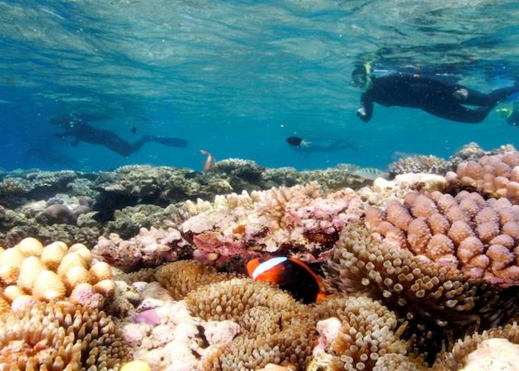 Snorkelling the Great Barrier Reef near Port Douglas